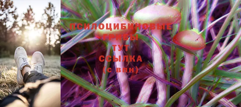 Галлюциногенные грибы Psilocybine cubensis Анива